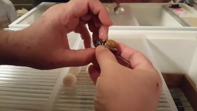 Обман с инкубационным яйцом Вергинских перепелов. Мои перепела. Дачная Жизнь ТВ. смотреть онлайн