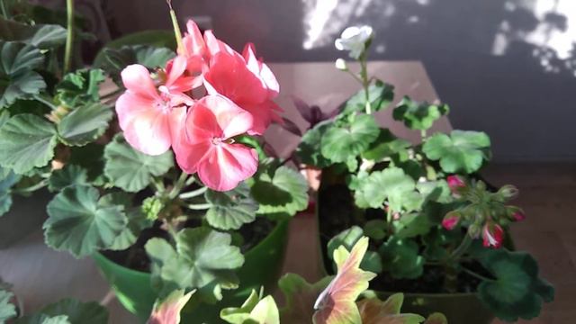 Пеларгония. Середина октября 2019 г. смотреть онлайн