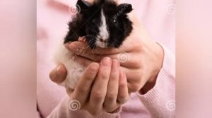 КАК ПРАВИЛЬНО ДЕРЖАТЬ МОРСКУЮ СВИНКУ НА РУКАХ