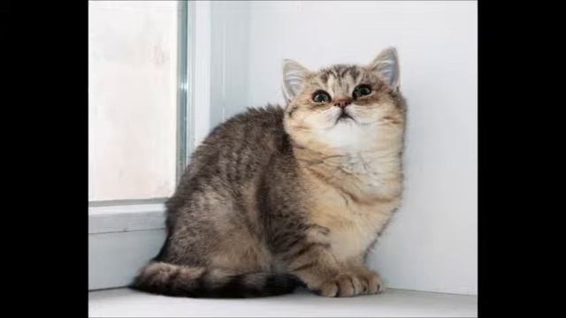 Британская золотая шиншилла   кошечка