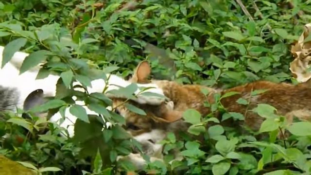 Эти две кошки ужасно дерутся смотреть онлайн