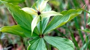 Самые_ядовитые_растения_России