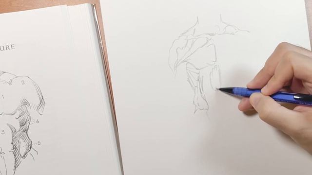 Master Study -- Bridgman, Torso Structure [Pencil on Paper] смотреть онлайн