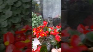 Бегония вечноцветущая на балконе