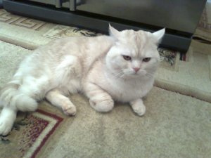 коты в их любимых местах