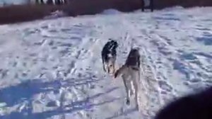 Mushing around Bootlake in Inuvik, Northwest Territories, Canada