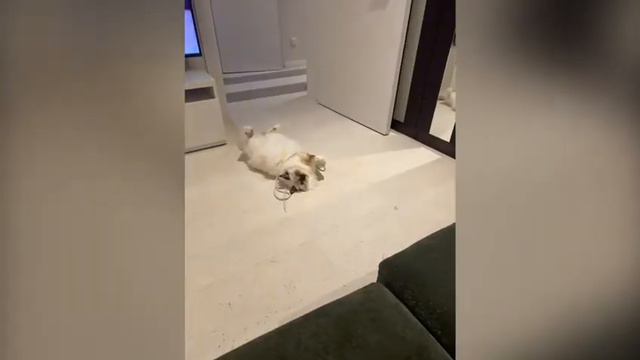 Видеопривет от, Зарины Белые Лапки (chocolate tortie point) и её сыночка, Амурчика(red point) смотреть онлайн