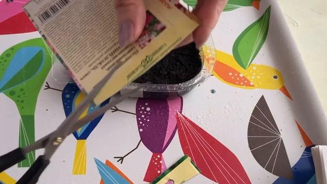 С чего начинаем сезон. Посев ампельной пеларгонии смотреть онлайн