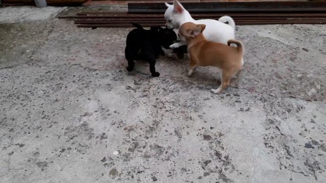 Продаю чихуахуа Симферополь