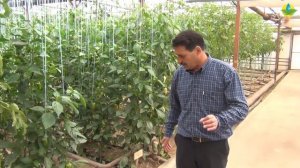 АМИНОКИСЛОТНЫЕ УДОБРЕНИЯ ПРИ ВЫРАЩИВАНИИ ПЕРЦА В ТЕПЛИЦЕ