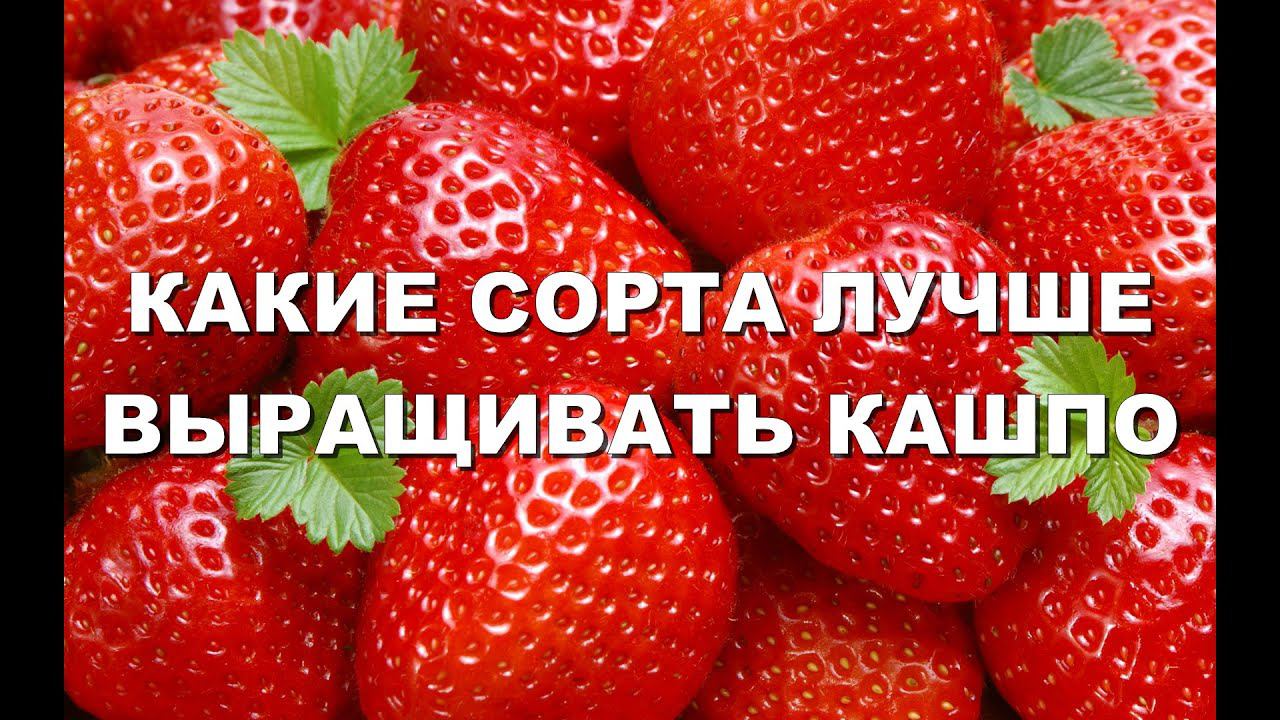 КАКИЕ СОРТА КЛУБНИКИ ЛУЧШЕ ВЫРАЩИВАТЬ В КАШПО