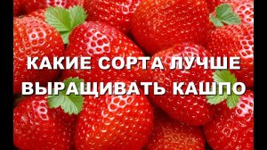 КАКИЕ СОРТА КЛУБНИКИ ЛУЧШЕ ВЫРАЩИВАТЬ В КАШПО