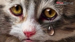 Как Понять Кошку?