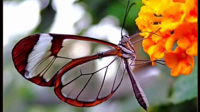 Danyel Gérard - Butterfly смотреть онлайн