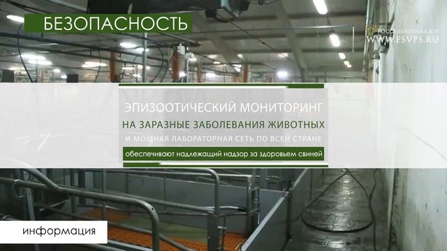 Экспортный потенциал российского свиноводства