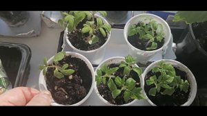 Огород на подоконнике.Томат "Балконное Чудо" и Гномы томатные.Руккола,Мята,Базилик,Виола.28 февраля