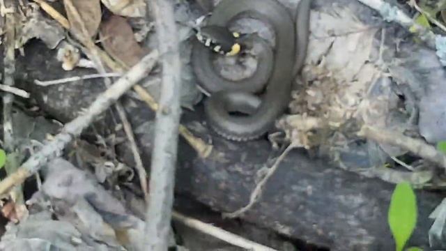 Проверяю заброшенный дом! Коп на старом кирпичном заводе! смотреть онлайн