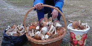 Белые грибы.