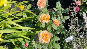 ? State of Grace Rose // Bedard Romantic Grandiflora Rose