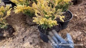 ✅ПРИКОП‼️ СОХРАНИТ ХВОЙНЫЕ ЗИМОЙ?