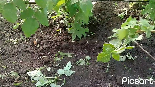 Восстановление малинника🌿🍓🌿😎