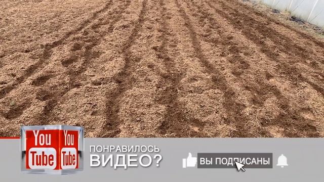Картофель РИВЬЕРА смотреть онлайн