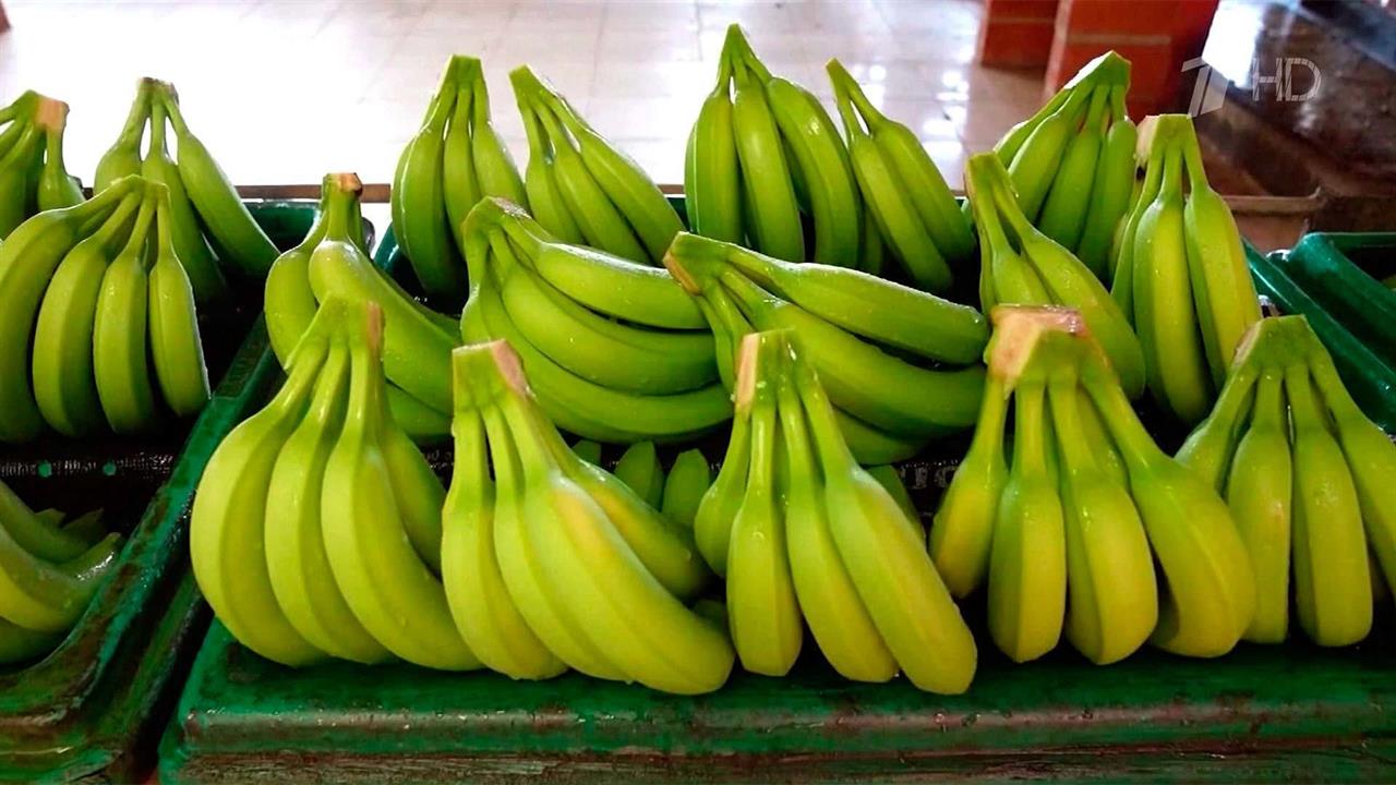 В Россельхознадзоре заверили: проблем с бананами в России нет и не будет