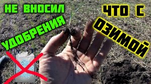 Обзор состояния пшеницы весна 2023. Как перезимовала пшеница без снега в -25.