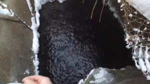 кормим форель . содержание рыбы зимой . как кормить рыбу