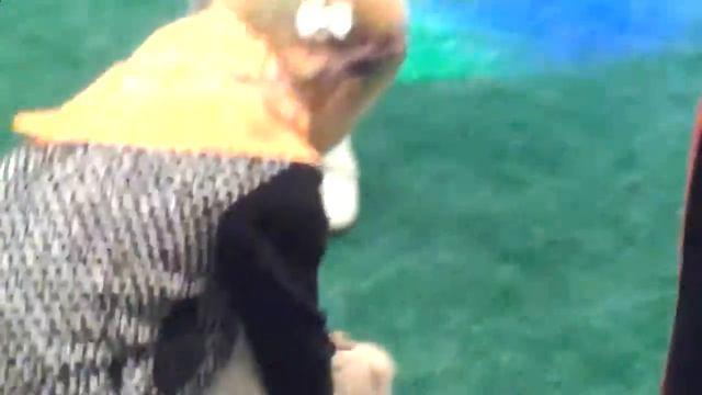 сколько стоит мини пиги В Москве, 8 (965)380-13-11 смотреть онлайн