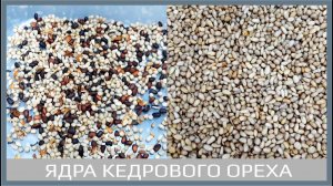 Сортировка ядер кедрового ореха. Pine nut Sorting