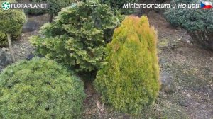 ?Уникальный сад редкостей Miniarboretum u Holubů в Чехии. Февраль. Част 2
