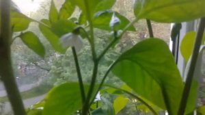 У моего перца на подоконнике появляются плоды!☺
