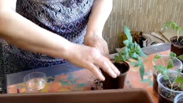 Поздняя весна, что делать с переростающей рассадой? смотреть онлайн