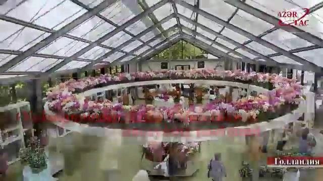 Голландия: Кёкенхоф - самый большой парк цветов в мире