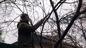 Как старую сливу заставить плодоносить?