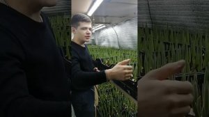 Выгонка тюльпанов, повышение температуры. Февраль 2023
