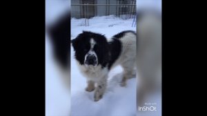 Ландсир питомник РКФ ФАРФОРОВАЯ СКАЗКА ПРИВЕТ ДРУЗЬЯ!!!