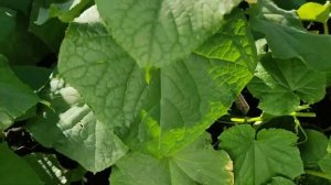 Вредитель огурцов. Кто жрёт мои огурцы