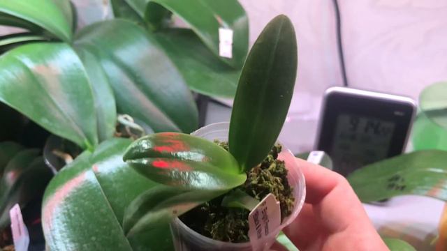 Обзор азиатских орхидей в наличии. В Одноклассниках Nata Orchids https://ok.ru/profile/575550795364