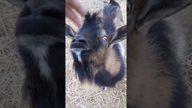 Дикий козел смотреть онлайн