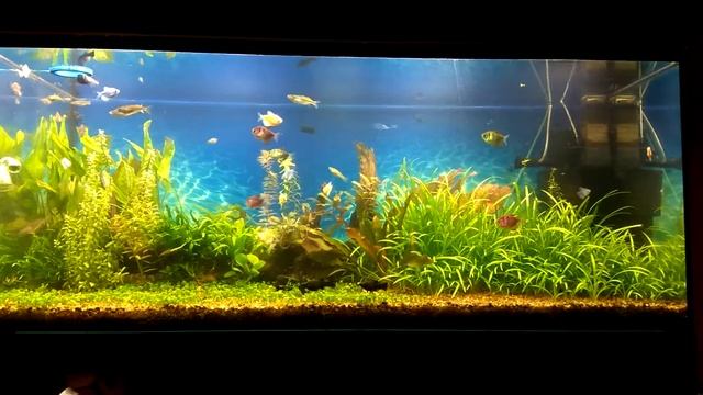 Аквариум 300 литров год спустя на лед лампах смотреть онлайн