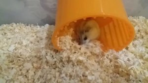 Сколько живут хомяки джунгарики.