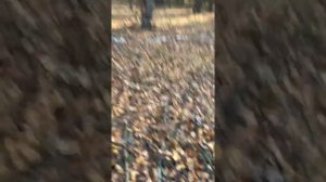 Охота на кабана. Кабан порезал лаек.