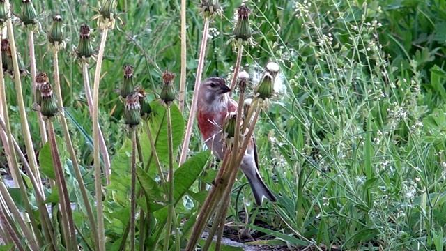 Зяблик поёт / Удод / коноплянка или репелов / черноголовый щегол весна и лето смотреть онлайн