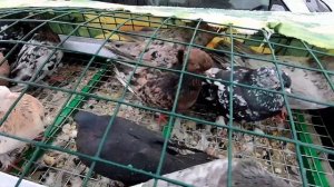 ГОЛУБИ ярмарка  г. ТОПКИ КУЗБАСС