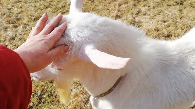 Прогулки с козлом!!! смотреть онлайн