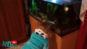 ОБЗОР//Аквариума с рыбками. Цыхлиды, Карпы Кои, Синодонтис перевертыш.