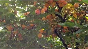 хурма сорта зенджи мару - must have в вашем саду