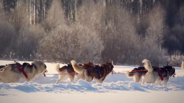 Катания на Хаски смотреть онлайн